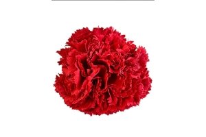 Corona de claveles para flamencas CLAVEL 4